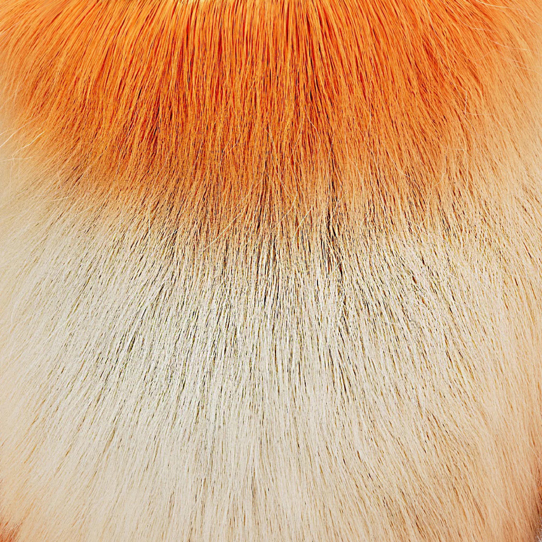 Zoom sur la texture de la mascotte